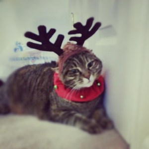 Bella_Reindeer