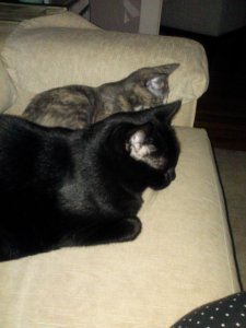 Jean Claude and Koko At Peace - but Koko has been naughty of late