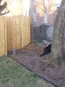 Jean Claude and the Tree in CCL's Backyard