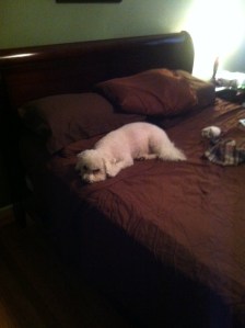 Even Gourmet Cooks Must Have Rest