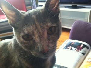 Koko Taking a Break from Reading Vogue Magazine