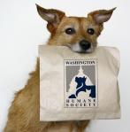 This Valentine’s Day Get A Loving Companion from Your Local Humane&nbsp;Society